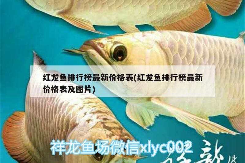 紅龍魚排行榜最新價(jià)格表(紅龍魚排行榜最新價(jià)格表及圖片)