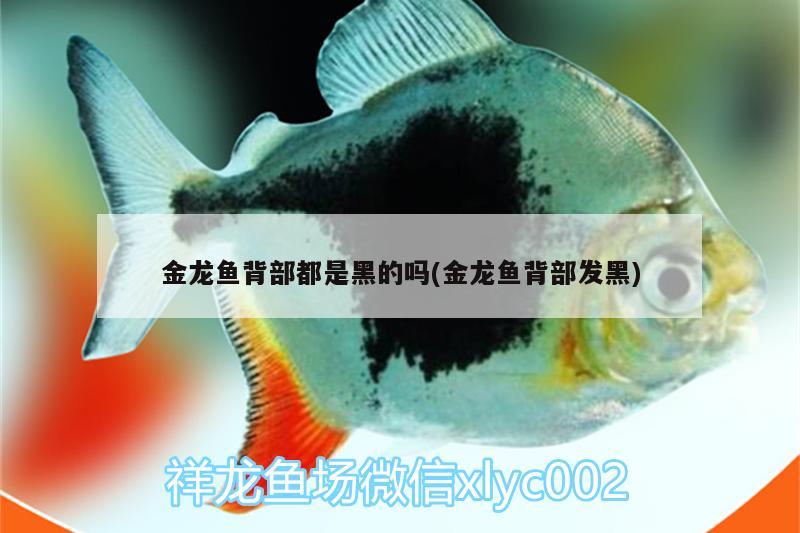 金龍魚背部都是黑的嗎(金龍魚背部發(fā)黑) 麥肯斯銀版魚 第3張