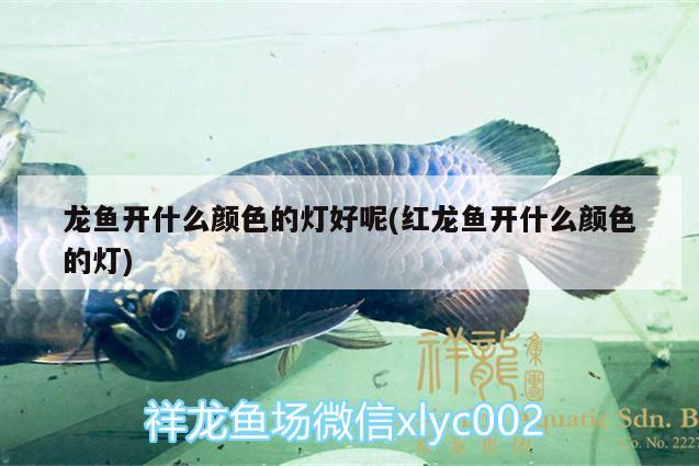 龍魚開什么顏色的燈好呢(紅龍魚開什么顏色的燈)