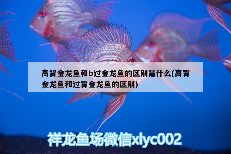 高背金龍魚(yú)和b過(guò)金龍魚(yú)的區(qū)別是什么(高背金龍魚(yú)和過(guò)背金龍魚(yú)的區(qū)別)