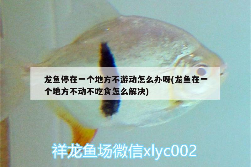 敞開(kāi)式魚缸如何改成密閉式魚缸(開(kāi)放式魚缸與封閉式魚缸的優(yōu)缺點(diǎn)) 肥料 第2張