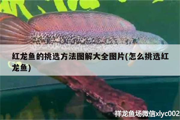 鯽魚什么時(shí)間釣魚最好釣用什么魚餌容易釣 馬拉莫寶石魚 第2張