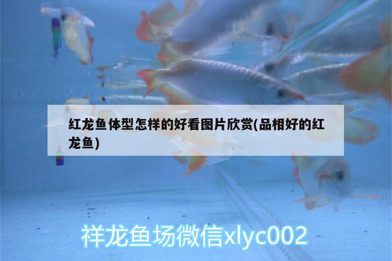 紅龍魚體型怎樣的好看圖片欣賞(品相好的紅龍魚)