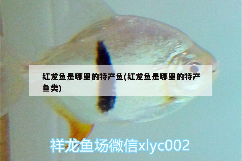 國畫工筆金龍魚怎么畫(國畫工筆金龍魚怎么畫好看)