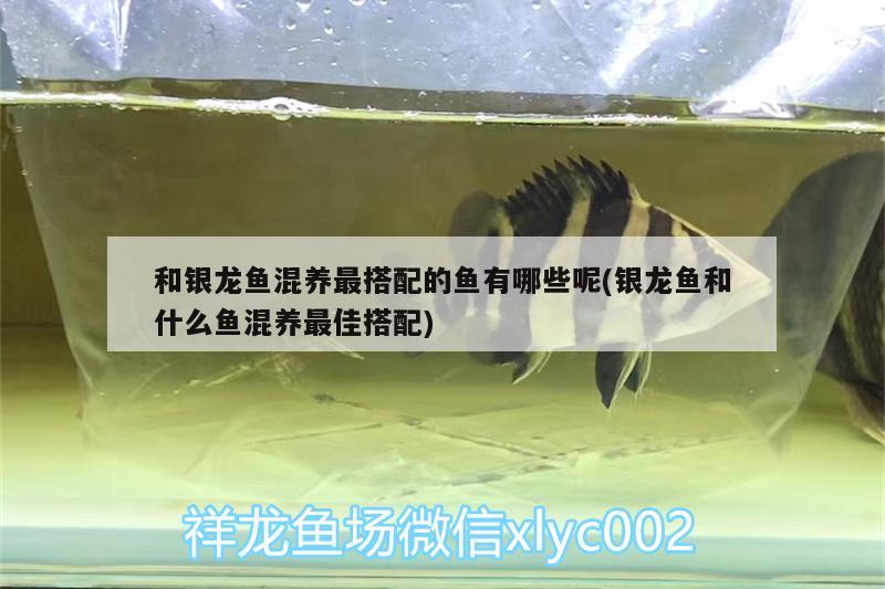 和銀龍魚混養(yǎng)最搭配的魚有哪些呢(銀龍魚和什么魚混養(yǎng)最佳搭配) 銀龍魚