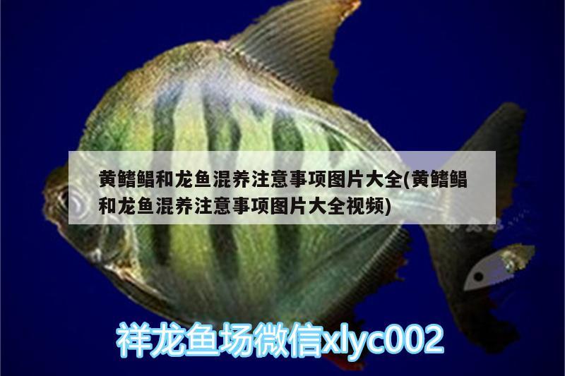 黃鰭鯧和龍魚(yú)混養(yǎng)注意事項(xiàng)圖片大全(黃鰭鯧和龍魚(yú)混養(yǎng)注意事項(xiàng)圖片大全視頻) 黃鰭鯧魚(yú)