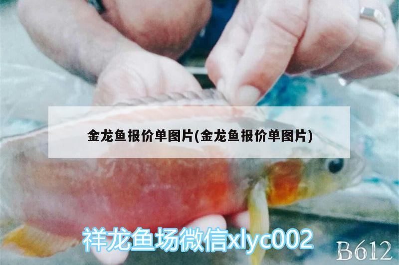 金龍魚報價單圖片(金龍魚報價單圖片)