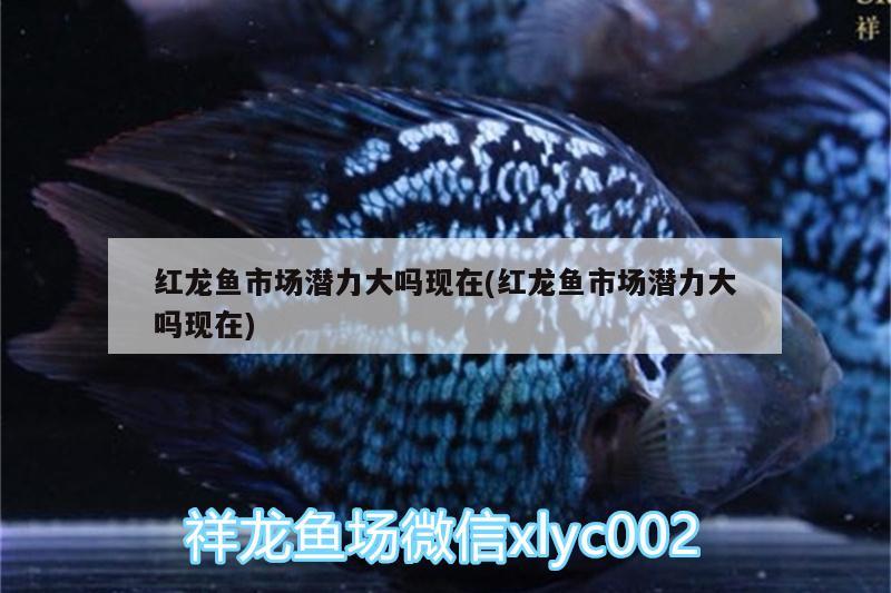 20公分的銀龍魚能吃多大的魚(20厘米銀龍魚能吃小魚嗎) 銀龍魚百科