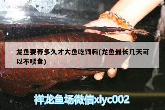 龍魚(yú)要養(yǎng)多久才大魚(yú)吃飼料(龍魚(yú)最長(zhǎng)幾天可以不喂食) 祥龍傳奇品牌魚(yú)缸