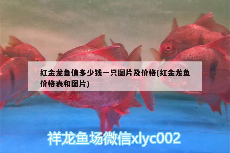 紅金龍魚(yú)值多少錢(qián)一只圖片及價(jià)格(紅金龍魚(yú)價(jià)格表和圖片)