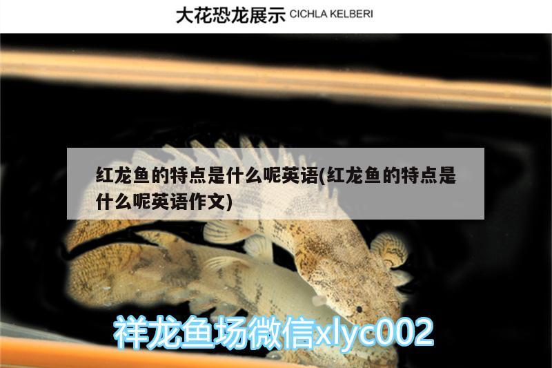 白銀水族館想翻缸骨架不變 眼斑魚 第2張