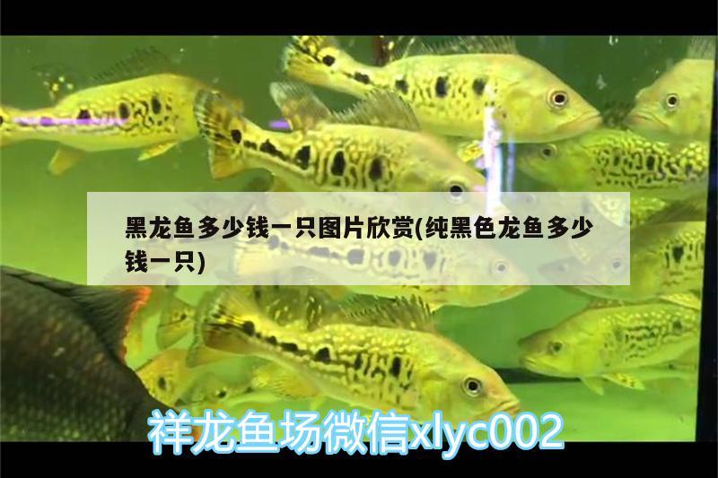 黑龍魚多少錢一只圖片欣賞(純黑色龍魚多少錢一只)