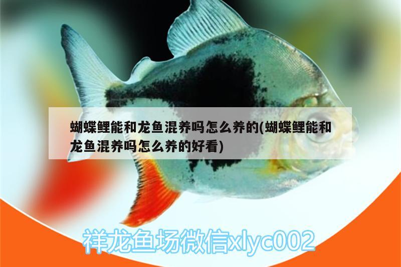 蝴蝶鯉能和龍魚混養(yǎng)嗎怎么養(yǎng)的(蝴蝶鯉能和龍魚混養(yǎng)嗎怎么養(yǎng)的好看) 蝴蝶鯉