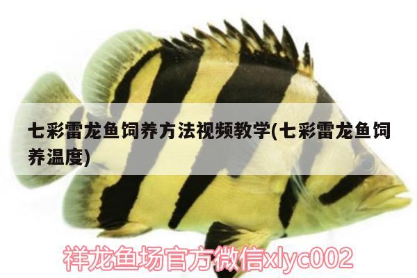 七彩雷龍魚(yú)飼養(yǎng)方法視頻教學(xué)(七彩雷龍魚(yú)飼養(yǎng)溫度)