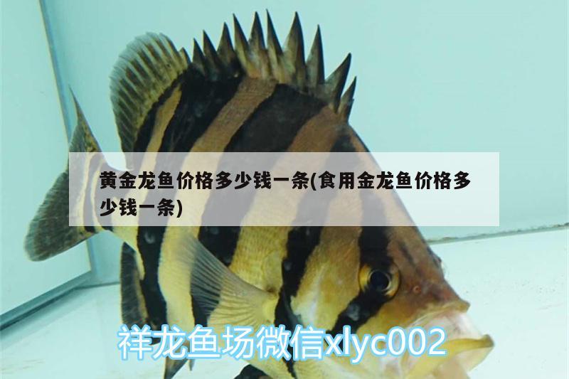 黃金龍魚價格多少錢一條(食用金龍魚價格多少錢一條)