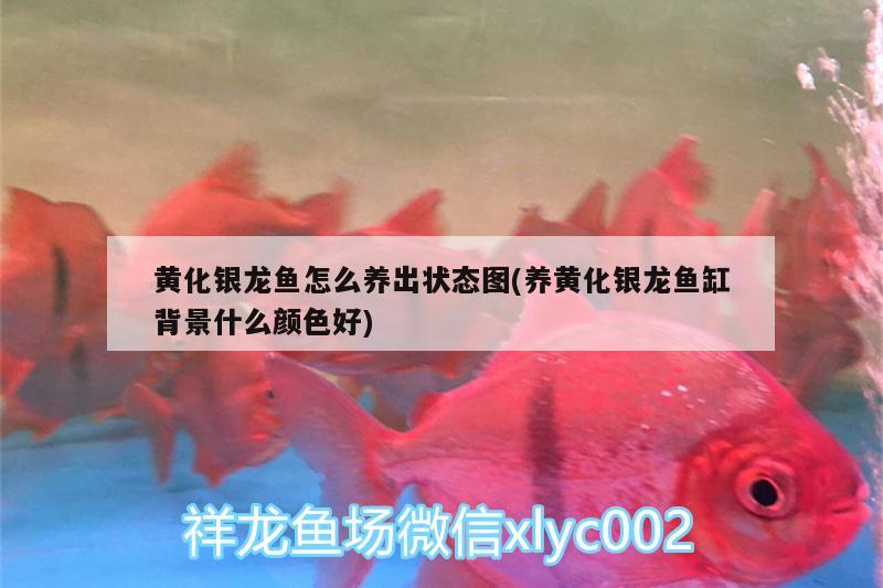 黃化銀龍魚怎么養(yǎng)出狀態(tài)圖(養(yǎng)黃化銀龍魚缸背景什么顏色好)