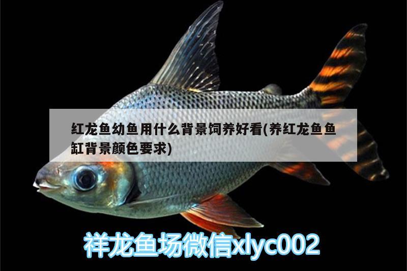 紅龍魚幼魚用什么背景飼養(yǎng)好看(養(yǎng)紅龍魚魚缸背景顏色要求)