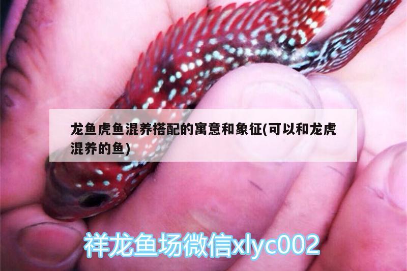 龍魚虎魚混養(yǎng)搭配的寓意和象征(可以和龍虎混養(yǎng)的魚)