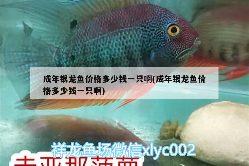 成年銀龍魚(yú)價(jià)格多少錢(qián)一只啊(成年銀龍魚(yú)價(jià)格多少錢(qián)一只啊) 銀龍魚(yú)百科