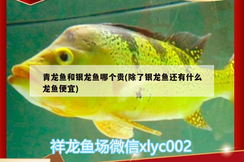 青龍魚和銀龍魚哪個(gè)貴(除了銀龍魚還有什么龍魚便宜) 青龍魚