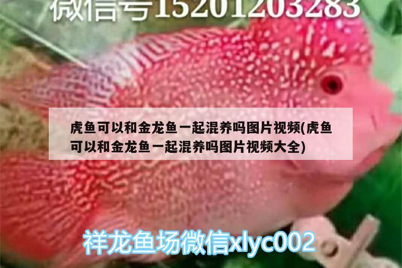 虎魚可以和金龍魚一起混養(yǎng)嗎圖片視頻(虎魚可以和金龍魚一起混養(yǎng)嗎圖片視頻大全)