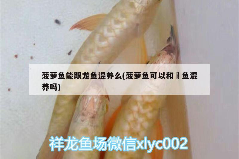 鯊魚最喜歡吃什么魚？鯊魚最愛吃什么魚？，鯊魚最喜歡吃什么魚 銀古魚苗 第1張