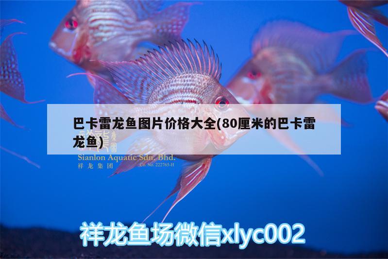 巴卡雷龍魚圖片價格大全(80厘米的巴卡雷龍魚)