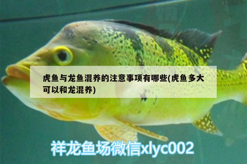 虎魚與龍魚混養(yǎng)的注意事項(xiàng)有哪些(虎魚多大可以和龍混養(yǎng))