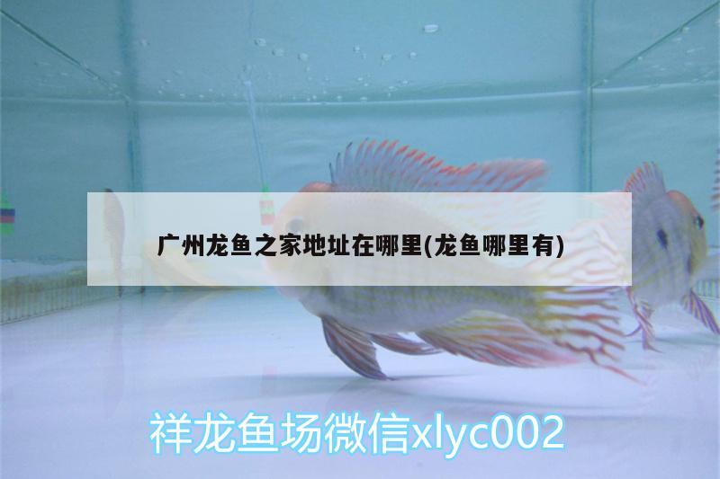 廣州龍魚之家地址在哪里(龍魚哪里有) 龍魚之家