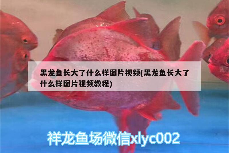 黑龍魚長大了什么樣圖片視頻(黑龍魚長大了什么樣圖片視頻教程) 巴西亞魚