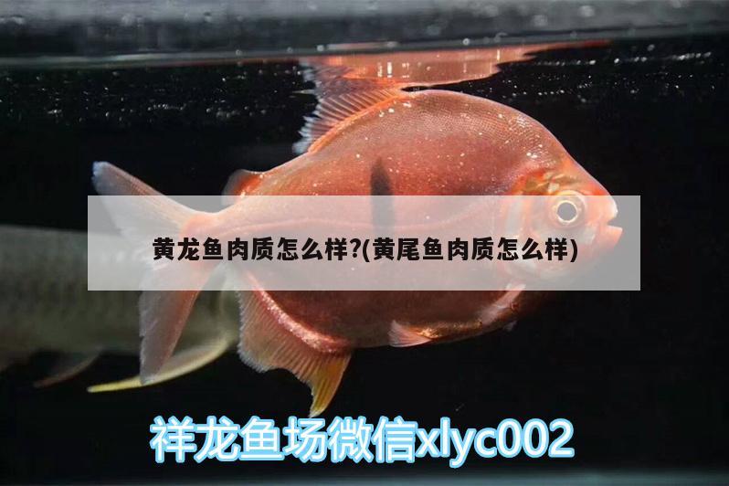 黃龍魚肉質(zhì)怎么樣?(黃尾魚肉質(zhì)怎么樣)