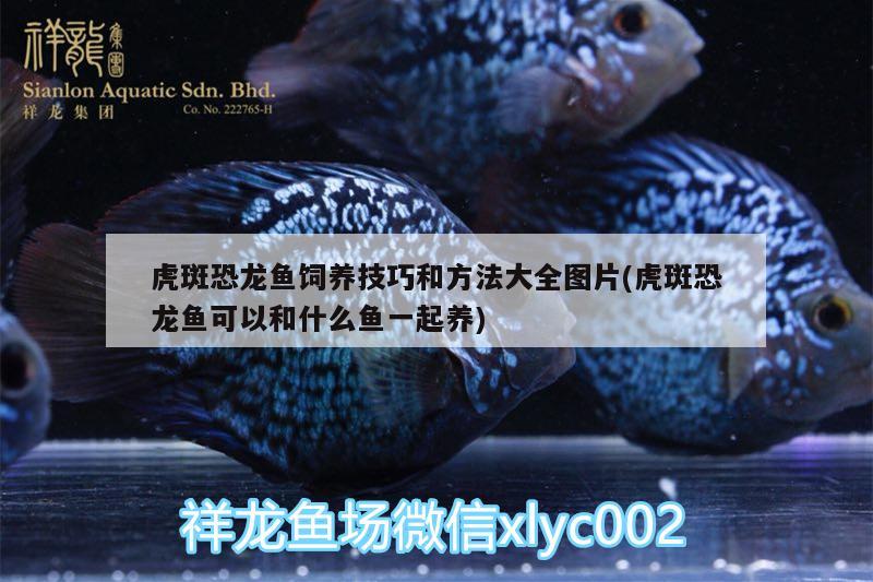 用水瓶自制魚缸視頻大全(如何用瓶子做魚缸視頻) 黃金達摩魚 第2張