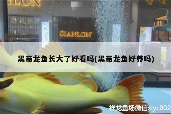 黑帶龍魚長大了好看嗎(黑帶龍魚好養(yǎng)嗎)