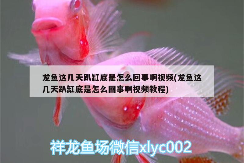 龍魚這幾天趴缸底是怎么回事啊視頻(龍魚這幾天趴缸底是怎么回事啊視頻教程) B級過背金龍魚