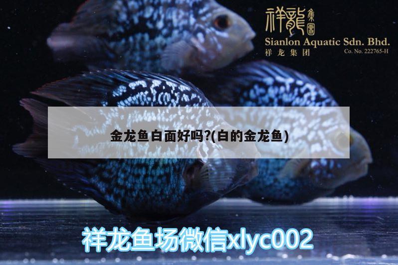 金龍魚白面好嗎?(白的金龍魚) 黃吉金龍（白子金龍魚）