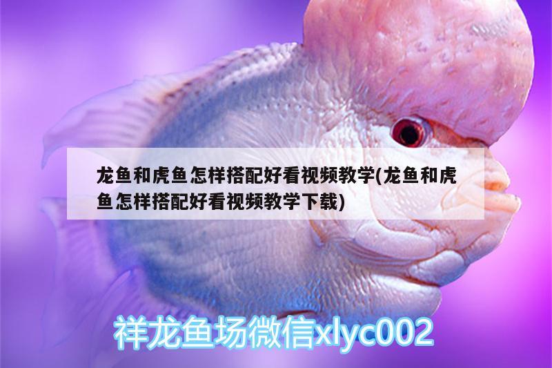 龍魚(yú)和虎魚(yú)怎樣搭配好看視頻教學(xué)(龍魚(yú)和虎魚(yú)怎樣搭配好看視頻教學(xué)下載)