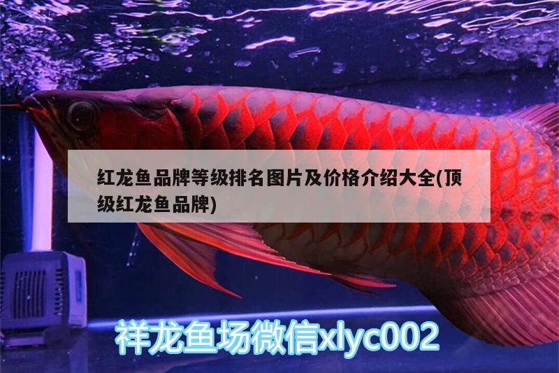 紅龍魚品牌等級(jí)排名圖片及價(jià)格介紹大全(頂級(jí)紅龍魚品牌) 虎斑恐龍魚