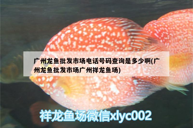 廣州龍魚批發(fā)市場(chǎng)電話號(hào)碼查詢是多少啊(廣州龍魚批發(fā)市場(chǎng)廣州祥龍魚場(chǎng))