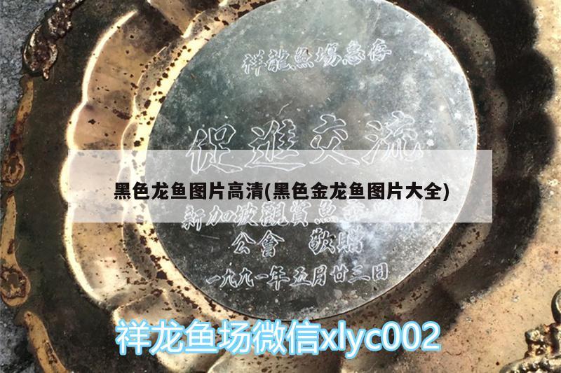 河蚌放魚(yú)缸里不放泥沙可以嗎為什么 河蚌不放水里能活多久 藍(lán)底過(guò)背金龍魚(yú)