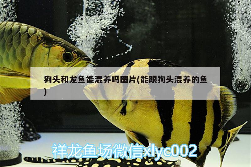 狗頭和龍魚能混養(yǎng)嗎圖片(能跟狗頭混養(yǎng)的魚) 白化巴西龜（白巴）