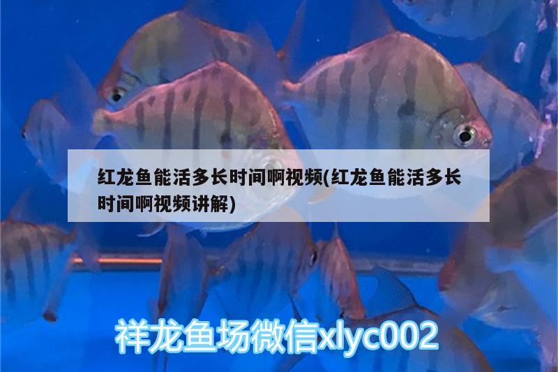 紅龍魚能活多長時間啊視頻(紅龍魚能活多長時間啊視頻講解) 祥龍藍(lán)珀金龍魚