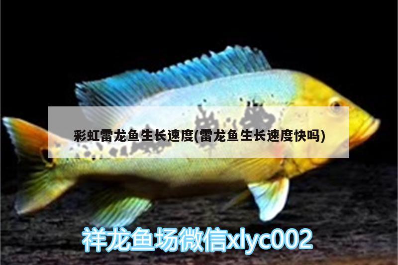 彩虹雷龍魚生長(zhǎng)速度(雷龍魚生長(zhǎng)速度快嗎) 委內(nèi)瑞拉奧里諾三間魚