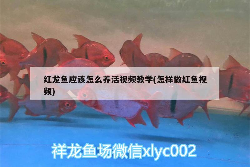 紅龍魚應(yīng)該怎么養(yǎng)活視頻教學(xué)(怎樣做紅魚視頻) 水族世界