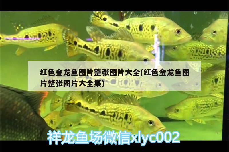 紅色金龍魚圖片整張圖片大全(紅色金龍魚圖片整張圖片大全集)