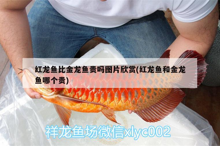 魚缸造景簡約無水草圖