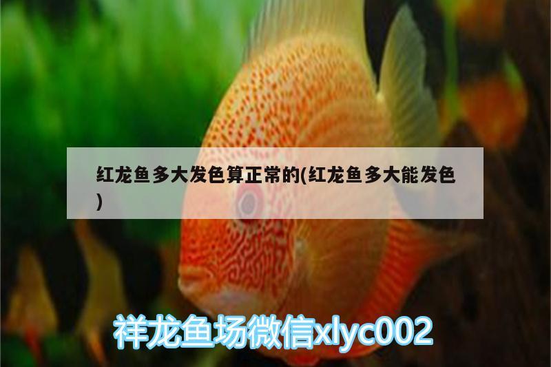 紅龍魚多大發(fā)色算正常的(紅龍魚多大能發(fā)色)