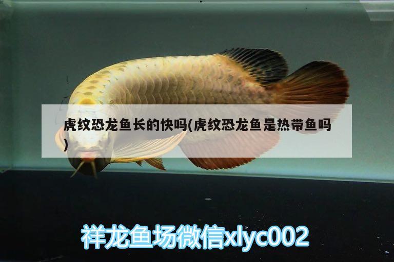 虎紋恐龍魚(yú)長(zhǎng)的快嗎(虎紋恐龍魚(yú)是熱帶魚(yú)嗎)