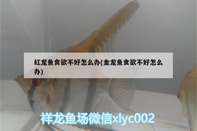 紅龍魚食欲不好怎么辦(金龍魚食欲不好怎么辦)