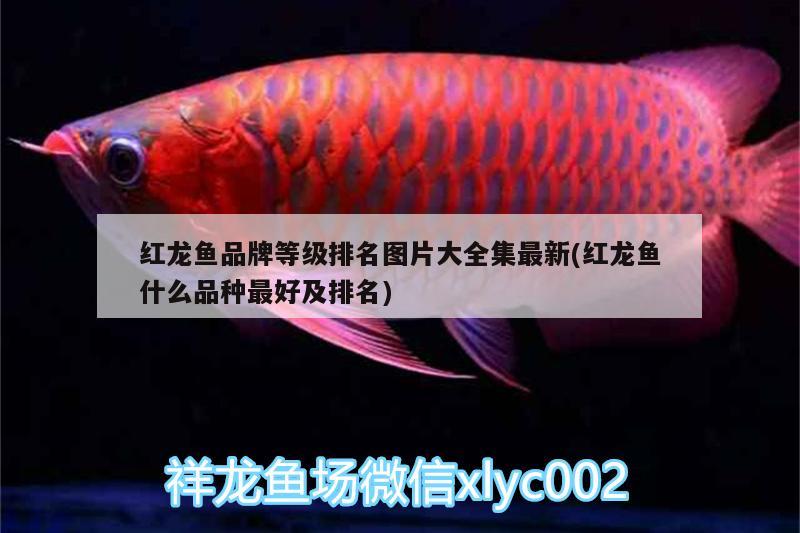 紅龍魚品牌等級(jí)排名圖片大全集最新(紅龍魚什么品種最好及排名)