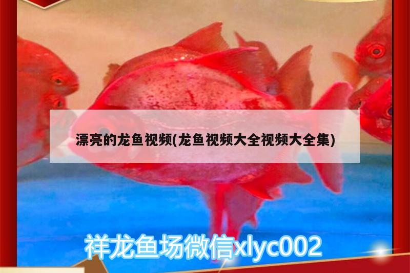 漂亮的龍魚視頻(龍魚視頻大全視頻大全集) 蝴蝶鯉魚苗